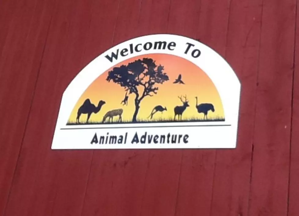 April’s Big News: The Giraffe Watch Never Stops