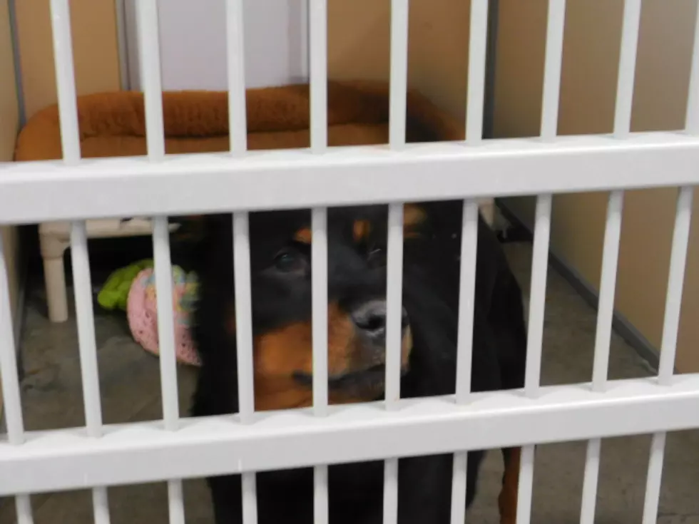 Susquehanna County Woman Accused of Leaving Dogs in Hot Trailer