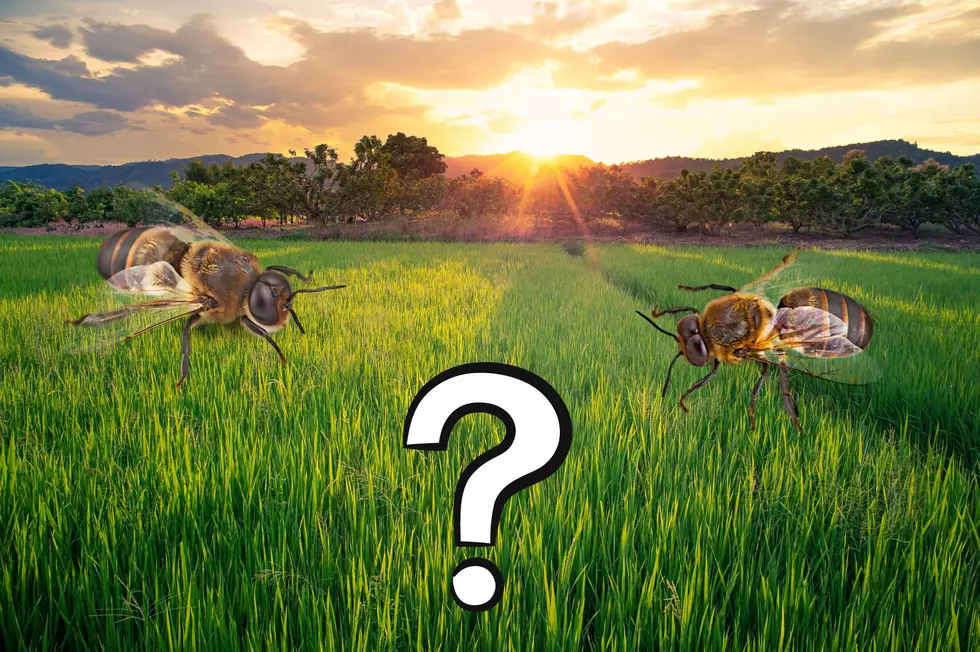 What’s Happening to All of New York’s Bees?
