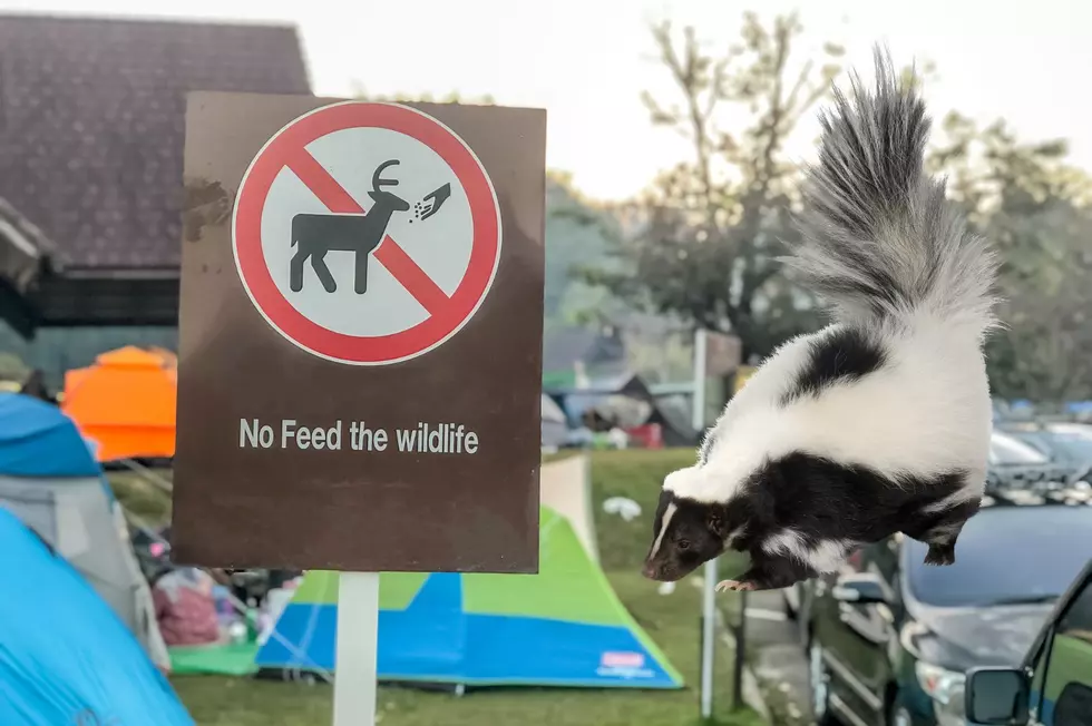 Tompkins County Health Department Looking for Woman Bit by Skunk