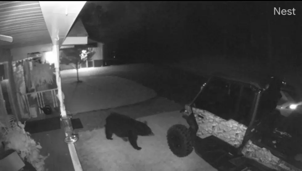 Apalachin Creek Bear