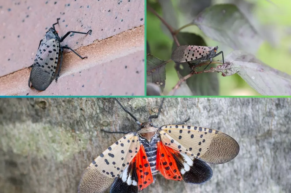 The New York DEC Needs You to Do This If You See This Invasive Bug