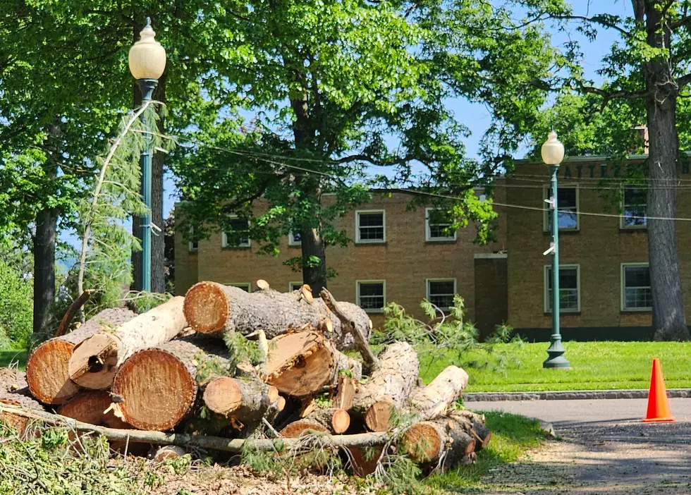 Dozens of Trees Being Removed for Davis College Project